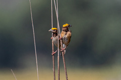 Ploceus benghalensis