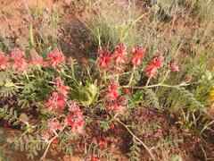 Indigofera sanguinea