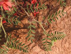 Indigofera sanguinea