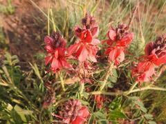 Indigofera sanguinea