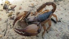 Opistophthalmus