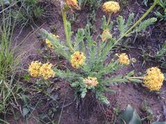 Lasiosiphon kraussianus