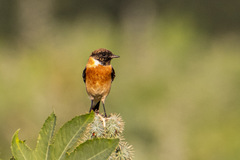 Saxicola maurus