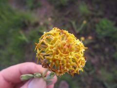 Lasiosiphon kraussianus