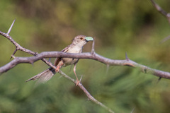 Prinia lepida
