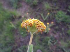 Lasiosiphon kraussianus