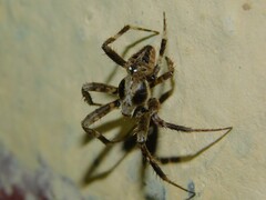 Pararaneus