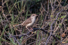 Prinia buchanani