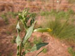 Oenothera indecora