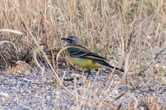Motacilla flava