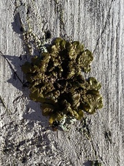 Melanelixia subaurifera