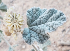 Sphaeralcea ambigua