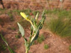 Oenothera indecora