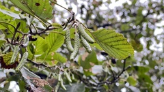 Alnus glutinosa