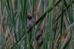 Ploceus benghalensis