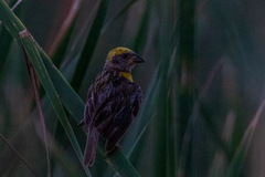 Ploceus philippinus