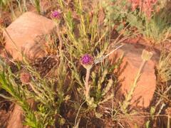 Pseudopegolettia tenella