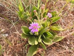 Senecio macrocephalus