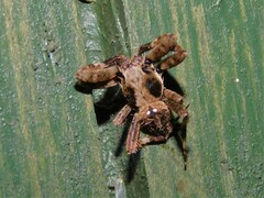 Pararaneus
