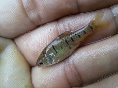 Barbodes semifasciolatus