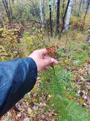 Tanacetum vulgare boreale