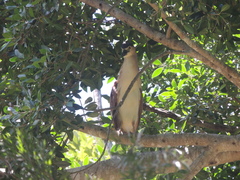 Nycticorax caledonicus