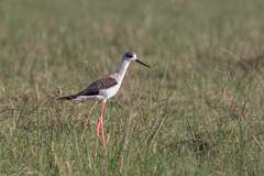 Himantopus himantopus