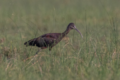 Plegadis falcinellus