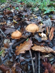 Cortinarius cinnamomeus