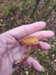 Cortinarius cinnamomeus