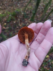 Cortinarius cinnamomeus