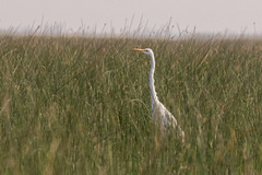 Ardea alba