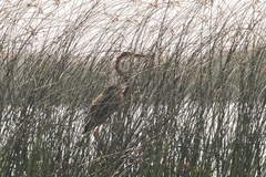 Ardea purpurea