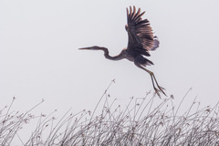 Ardea purpurea