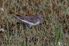 Calidris temminckii