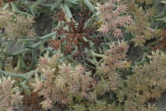 Echinophora spinosa