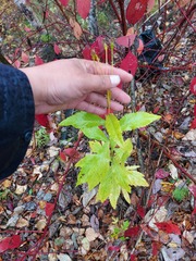 Jacobaea cannabifolia