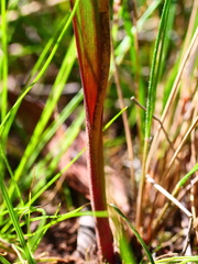 Thelymitra brevifolia