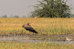 Ardea purpurea