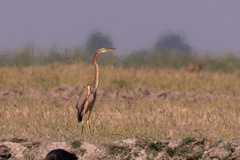 Ardea purpurea