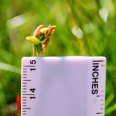 Thelymitra brevifolia