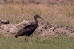 Plegadis falcinellus