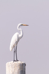 Ardea alba