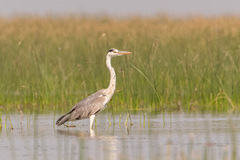 Ardea cinerea