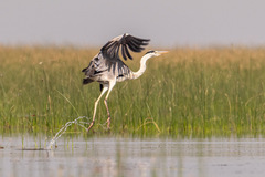 Ardea cinerea