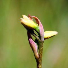 Thelymitra brevifolia