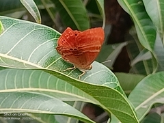 Abisara bifasciata