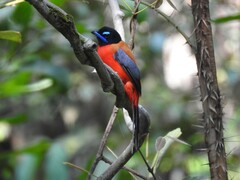 Harpactes duvaucelii