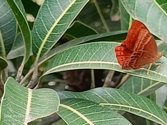 Abisara bifasciata