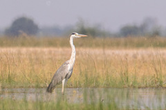 Ardea cinerea